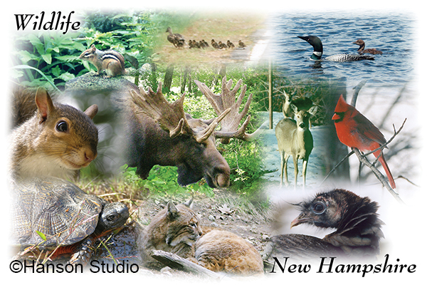 Wildlife of New Hampshire Collage #1 (The name drop can be any location.)
